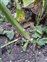 Stem, Solanum chenopodioides