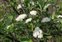 Plants thought to be native to the British Isles, Sorbus leyana