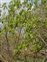 Young stem, Salix pentandra