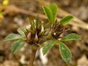 Trifolium scabrum