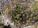 Thymus drucei