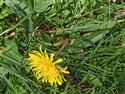 Taraxacum luteum