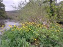 Globeflower (guest image)