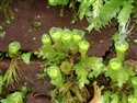 Tetraphis pellucida