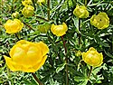 Globeflower (guest image)