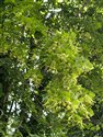 Tilia x europaea