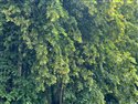 Tilia x europaea