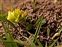 Flower, Trifolium dubium