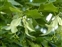 Cultivated plants, Tilia platyphyllos