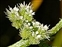 Flowering plants excl. Grasses, sedges and rushes., Torilis nodosa