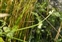 Flowering plants excl. Grasses, sedges and rushes., Torilis nodosa