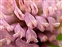 Herefordshire, Trifolium pratense