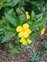 Plant, Turnera ulmifolia
