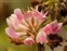 Calyx, Trifolium hybridum