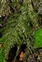 Ferns Clubmosses, Quillworts and Horsetails, Trichomanes speciosum