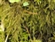 Wild-growing plants and fungi of the British Isles, Thamnobryum alopecurum