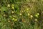 Habitat, Trifolium campestre