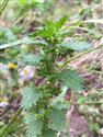 Urtica urens