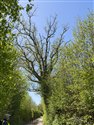 Wych Elm