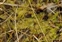 Utricularia, Utricularia intermedia