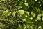 Taxonomic plant kingdom, Ulmus procera