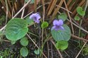Viola palustris
