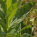 Verbascum thapsus