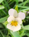 Viola arvensis