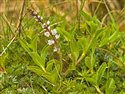 Heath Speedwell