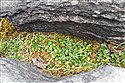 Viola palustris