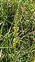 East Gloucestershire, Verbascum nigrum