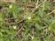Plant, Viola arvensis