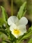 Plants thought to be introduced in the British Isles before 1500 AD., Viola arvensis