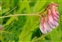Flower, Vicia orobus