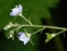 Taxonomic plant kingdom, Veronica montana