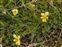 Plant, Viola lutea