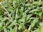 Leaf; basal, Veronica spicata