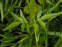 Leaf; upper, Valeriana dioica