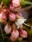 Ericales, Vaccinium vitis-idaea