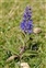 Plants thought to be native to the British Isles, Veronica spicata
