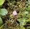 Guest items, Vaccinium oxycoccos