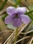 Wild-growing plants and fungi of the British Isles, Viola palustris