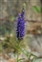 The Speedwell family, Veronicaceae, Veronica spicata