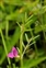 Taxonomic plant kingdom, Vicia sativa