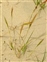 Grasses, sedges and rushes, Vulpia fasciculata