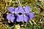 Flowering plants excl. Grasses, sedges and rushes., Viola hirta