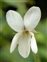 Anther, Viola odorata