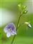 Taxonomic plant kingdom, Veronica montana