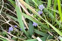 Wahlenbergia hederacea