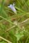 Taxonomic plant kingdom, Wahlenbergia hederacea
